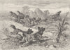 DOGS. Hunting-dogs chasing gemsbok 1893 old antique vintage print picture