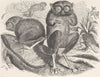 PRIMATES. The tarsier 1893 old antique vintage print picture