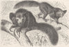 MADAGASCAR. The aye-aye 1893 old antique vintage print picture