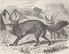 DOGS. Lalande's dog 1893 old antique vintage print picture