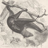 BATS. Kalong, or Malay fox-bat 1893 old antique vintage print picture