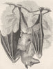 BATS. Collared fox-bat and young 1893 old antique vintage print picture