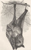 MAMMALS. Red necked fruit-bat 1893 old antique vintage print picture
