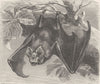 BATS. The greater horseshoe bat 1893 old antique vintage print picture