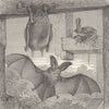 BATS. The long-eared bat 1893 old antique vintage print picture