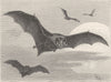 BATS. The Barbastelle 1893 old antique vintage print picture