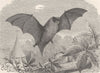 BATS. The pipistrelle 1893 old antique vintage print picture