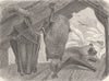 BATS. The noctule 1893 old antique vintage print picture