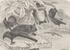 BATS. Daubenton's bat 1893 old antique vintage print picture