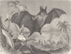 BATS. The great vampire-bat 1893 old antique vintage print picture