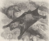 ANIMALS. The cobego 1893 old antique vintage print picture