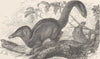 INSECTIVORES. The common tree-shrew 1893 old antique vintage print picture