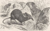 INSECTIVORE. Cape jumping-shrew 1893 old antique vintage print picture