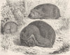 HEDGEHOGS. The common hedgehog 1893 old antique vintage print picture