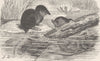 SHREWS. The water-shrew 1893 old antique vintage print picture