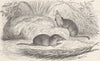 SHREWS. The common musk-shrew 1893 old antique vintage print picture