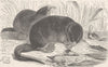 ANIMALS. Russian desmans 1893 old antique vintage print picture