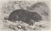MOLES. The common mole 1893 old antique vintage print picture