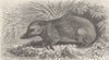 ANIMALS. The tenrec 1893 old antique vintage print picture