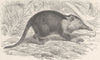 ANIMALS. The Cuban solenodon 1893 old antique vintage print picture