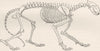 ANIMALS. Skeleton of tiger 1893 old antique vintage print picture