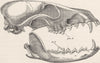 FOXES. Side skull of common fox 1893 old antique vintage print picture