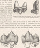 CARNIVORES. Striped hyaena & extinct animal teeth 1893 old antique print
