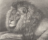 LIONS. The cape maned lion 1893 old antique vintage print picture
