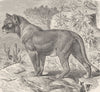 SENEGAL. Maneless lion from Senegal 1893 old antique vintage print picture