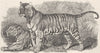 ANIMALS. The tiger and the tigress 1893 old antique vintage print picture