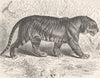 INDIA. The Bengal tiger 1893 old antique vintage print picture
