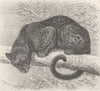 LEOPARDS. Black leopard 1893 old antique vintage print picture