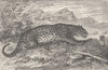 LEOPARDS. Leopard on the prowl 1893 old antique vintage print picture