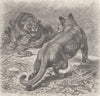 CARNIVORES. The puma 1893 old antique vintage print picture