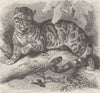 LEOPARDS. The clouded leopard 1893 old antique vintage print picture