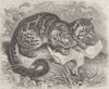 CATS. The marbled cat 1893 old antique vintage print picture