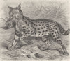 CARNIVORES. The serval 1893 old antique vintage print picture