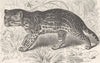 CARNIVORES. The ocelot 1893 old antique vintage print picture