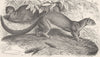 CARNIVORES. The Eyra 1893 old antique vintage print picture