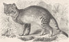 CATS. The caffre cat 1893 old antique vintage print picture