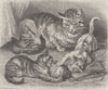 CATS. The domestic cat 1893 old antique vintage print picture