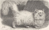 CATS. The angora cat 1893 old antique vintage print picture