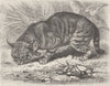 CATS. The jungle-cat 1893 old antique vintage print picture