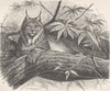 CARNIVORES. The northern lynx 1893 old antique vintage print picture