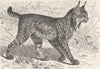CARNIVORES. The Pardine lynx 1893 old antique vintage print picture