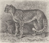 LEOPARDS. The hunting-leopard 1893 old antique vintage print picture