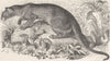 CARNIVORES. The fossa 1893 old antique vintage print picture
