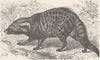 CARNIVORES. The civet 1893 old antique vintage print picture