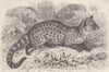 CARNIVORES. The Rasse 1893 old antique vintage print picture