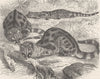 CARNIVORES. The genet 1893 old antique vintage print picture
